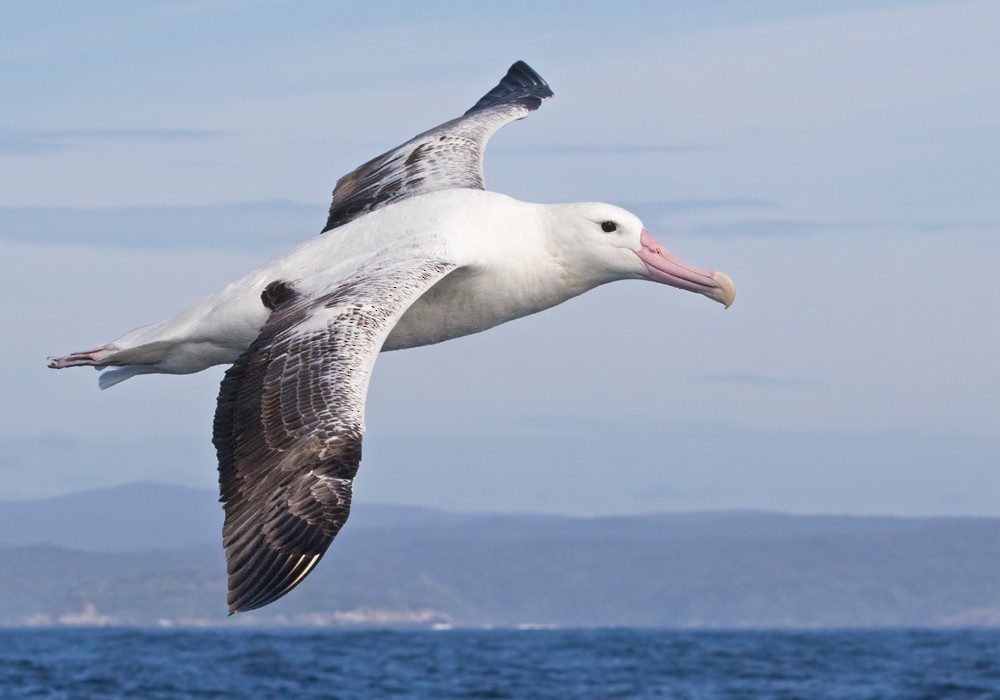 albatros královský - ML206022181