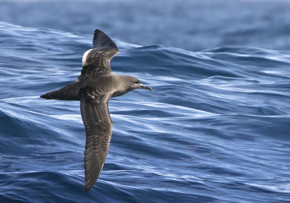 Sooty Shearwater - Lars Petersson | My World of Bird Photography