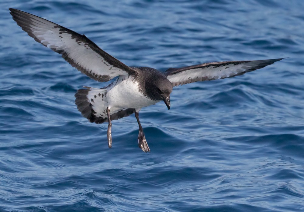 Cape Petrel (Snares) - Lars Petersson | My World of Bird Photography
