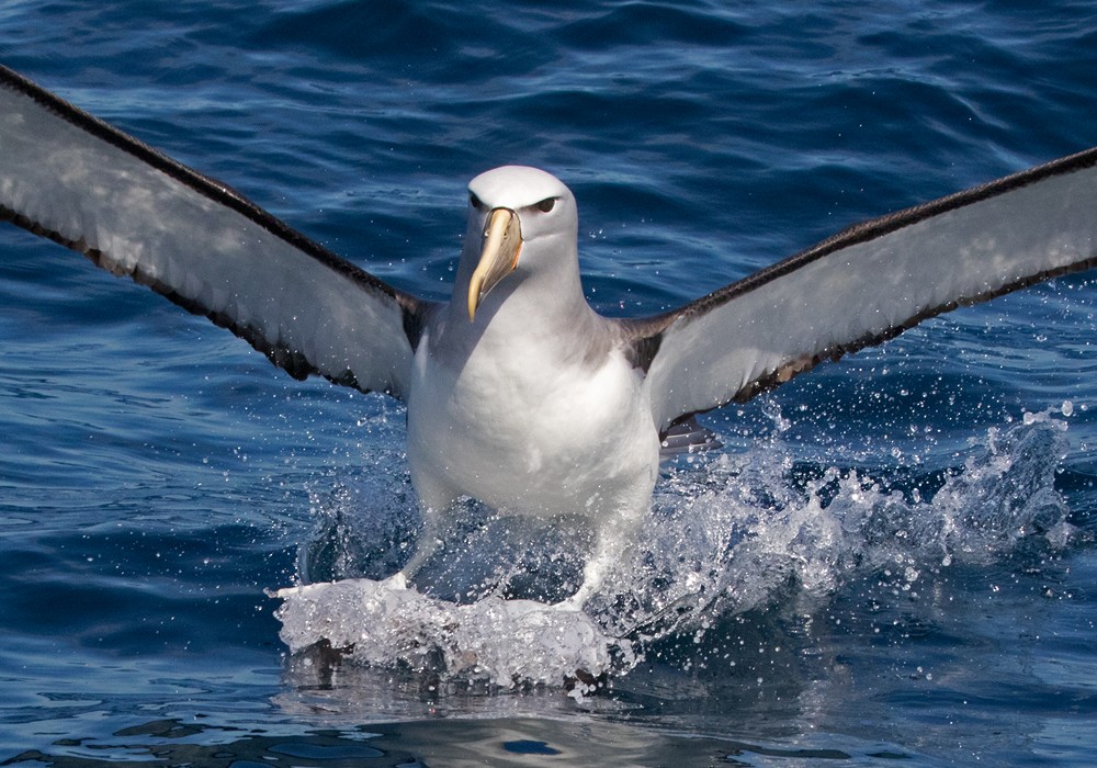 Salvin's Albatross - Lars Petersson | My World of Bird Photography