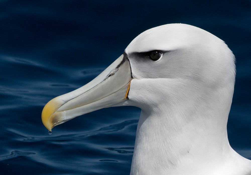 White-capped Albatross (steadi) - ML206022261