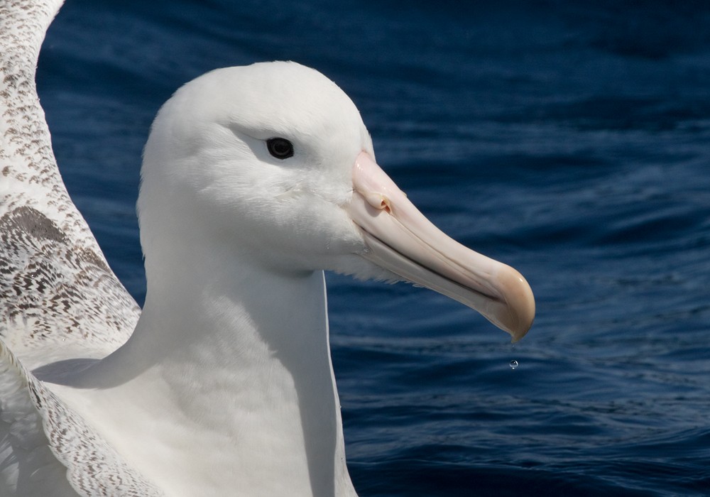 Southern Royal Albatross - Lars Petersson | My World of Bird Photography