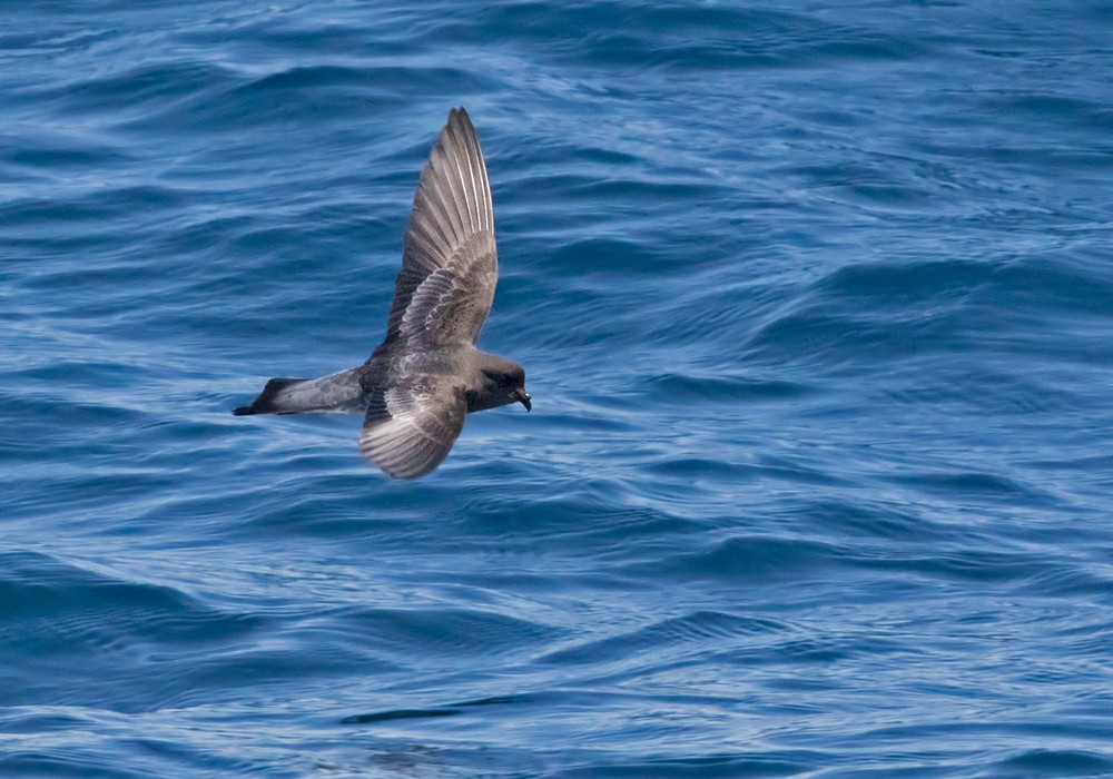 Gray-backed Storm-Petrel - Lars Petersson | My World of Bird Photography