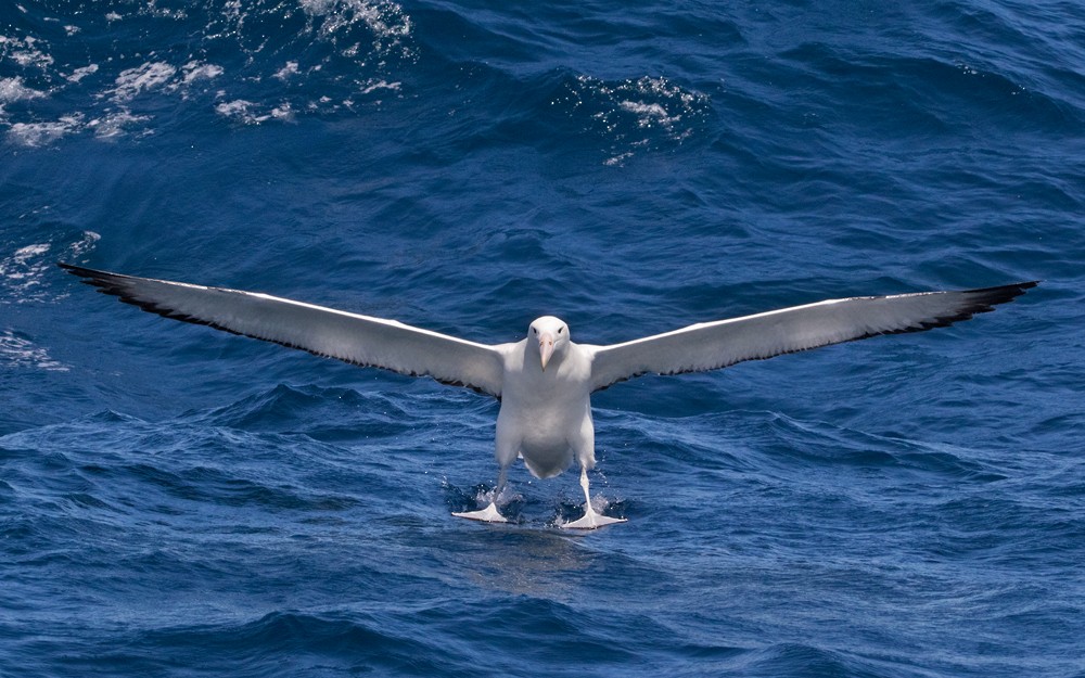 albatros královský - ML206022361