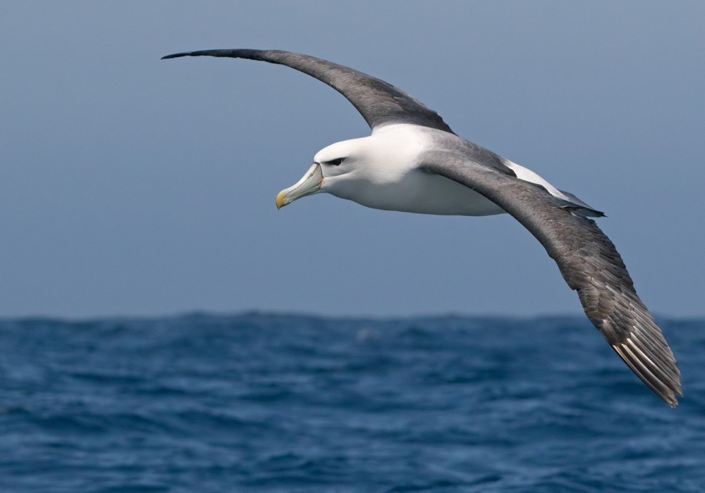 Albatros à cape blanche (steadi) - ML206022391