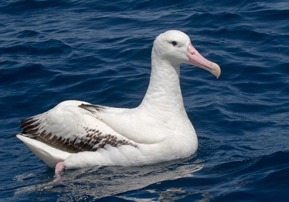 albatros královský - ML206022411