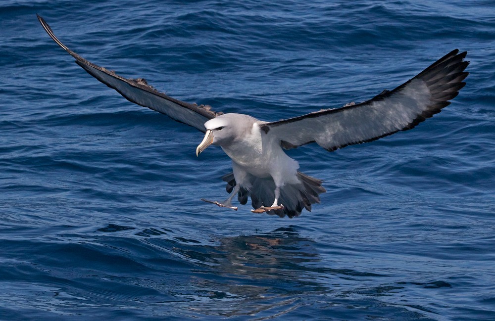albatros snarský - ML206022421