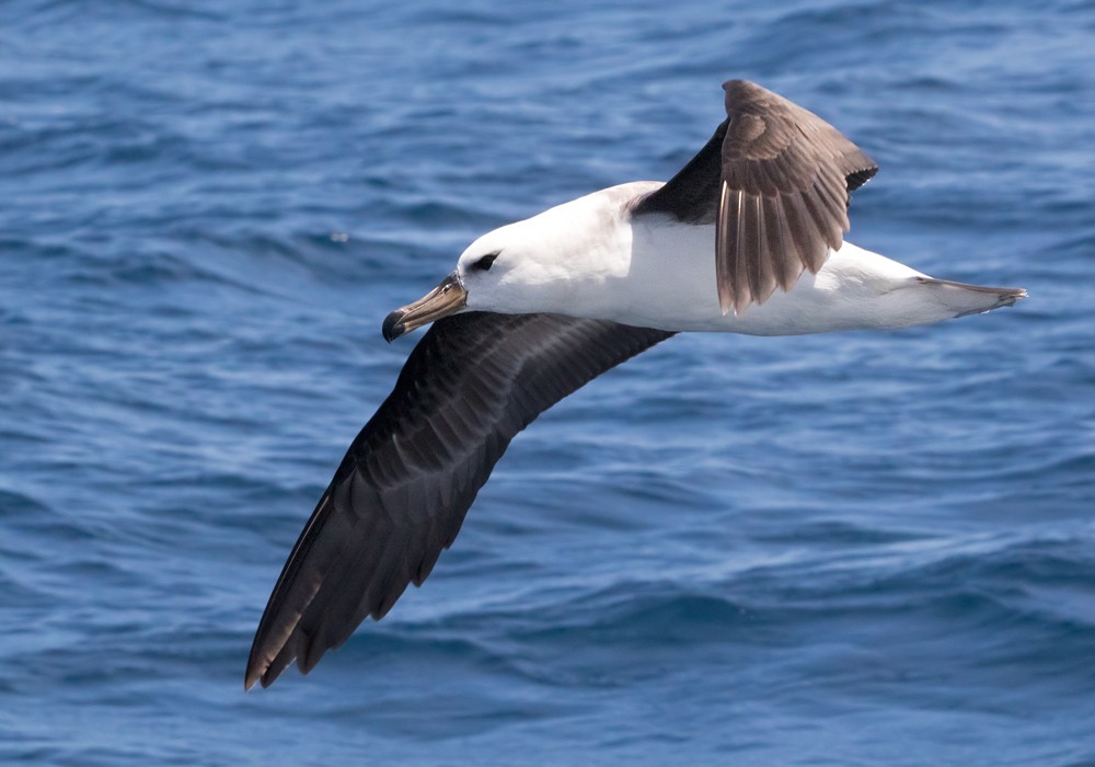 Albatros à sourcils noirs (melanophris) - ML206022441