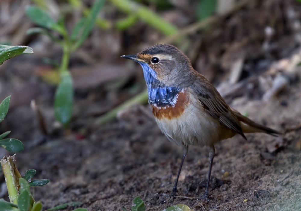 Bluethroat (White-spotted) - Lars Petersson | My World of Bird Photography