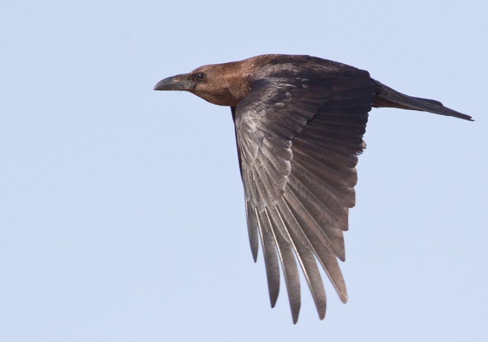 Brown-necked Raven - ML206022521