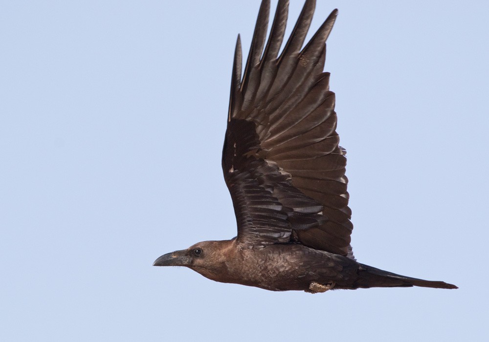 Brown-necked Raven - ML206022541