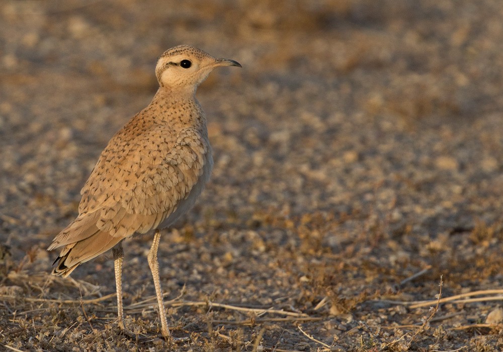 Cream-colored Courser - Lars Petersson | My World of Bird Photography