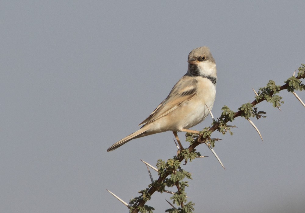 Desert Sparrow - ML206022821