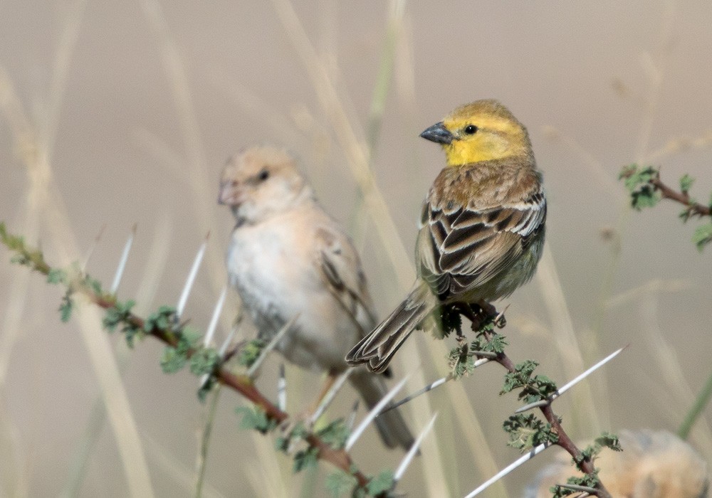 Sudan Golden Sparrow - ML206022841