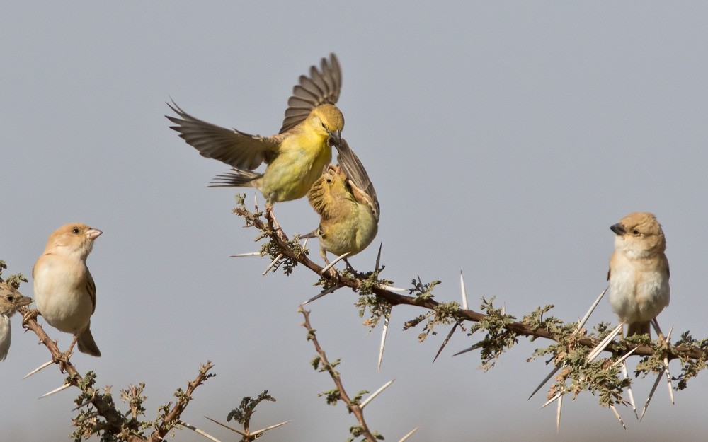 Sudan Golden Sparrow - Lars Petersson | My World of Bird Photography