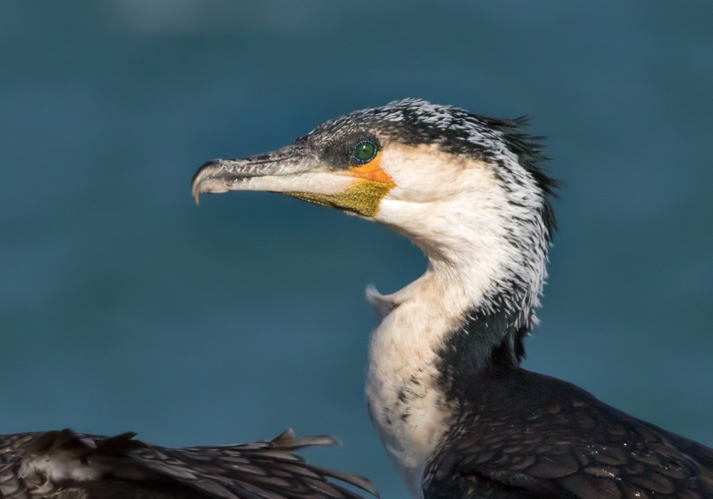 Great Cormorant - Lars Petersson | My World of Bird Photography