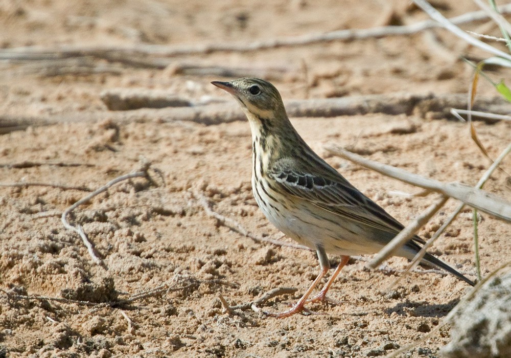 Tree Pipit - Lars Petersson | My World of Bird Photography