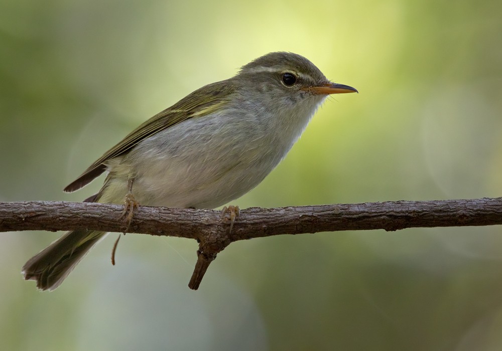 Ijima's Leaf Warbler - Lars Petersson | My World of Bird Photography