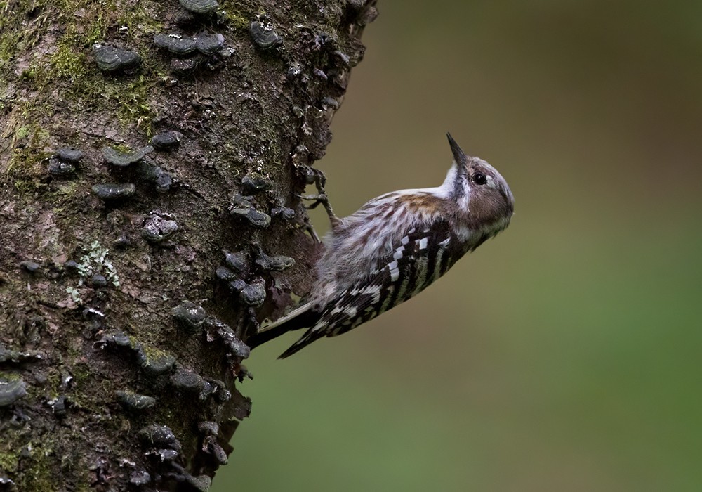 Japanese Pygmy Woodpecker - ML206023141