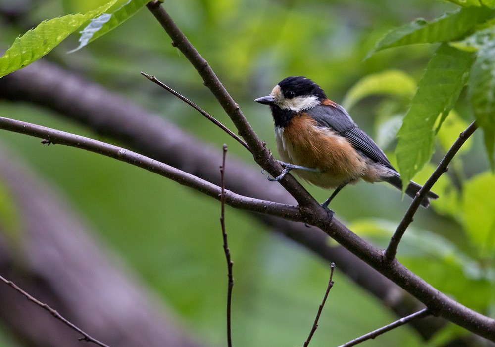 Varied Tit - Lars Petersson | My World of Bird Photography