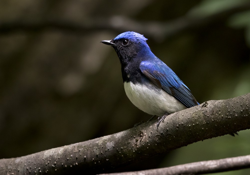 Blue-and-white Flycatcher - ML206023311
