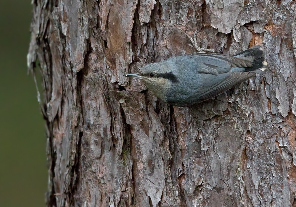 Chestnut-vented Nuthatch - Lars Petersson | My World of Bird Photography