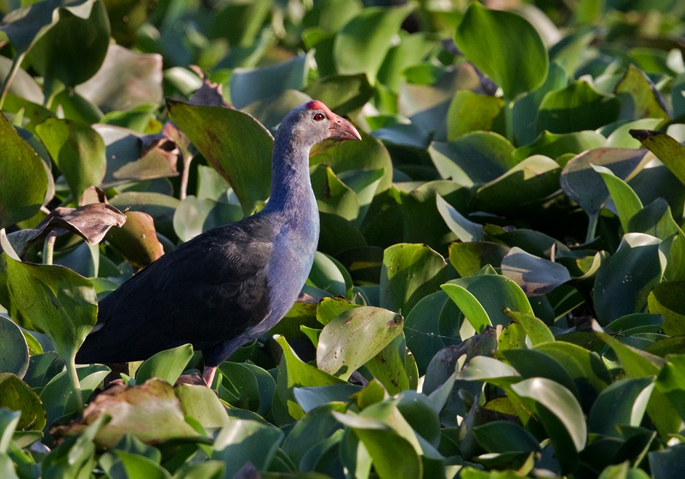 Gray-headed Swamphen - Lars Petersson | My World of Bird Photography