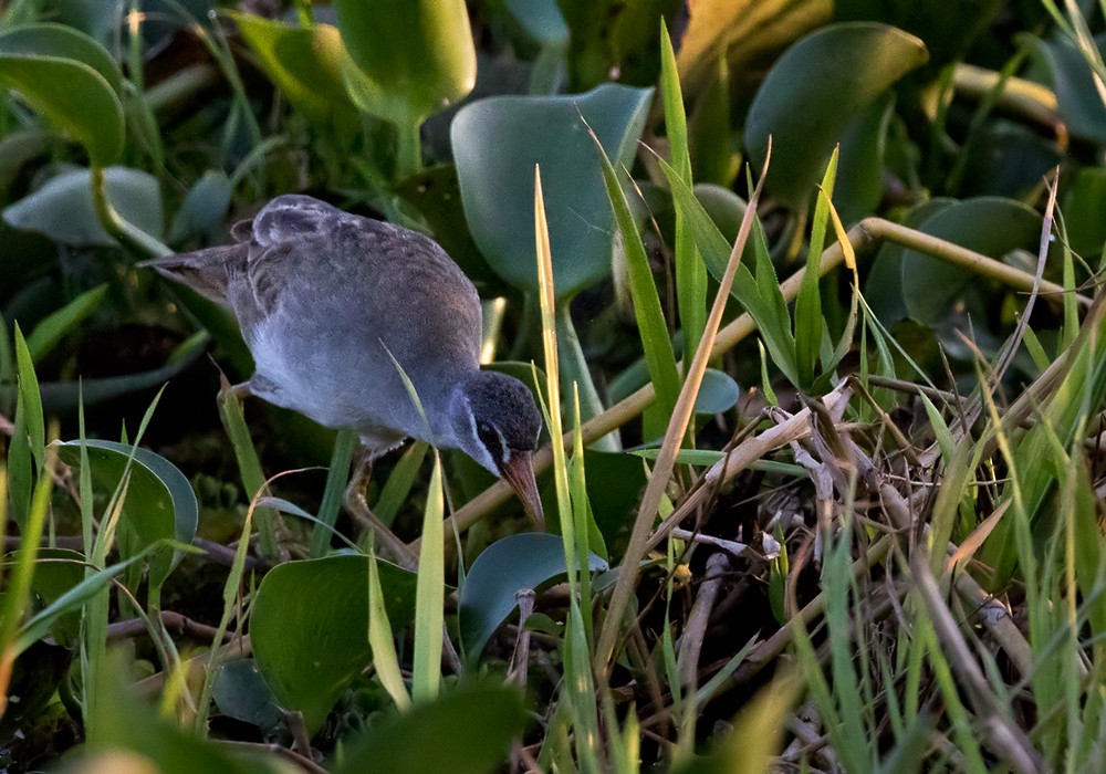 White-browed Crake - Lars Petersson | My World of Bird Photography