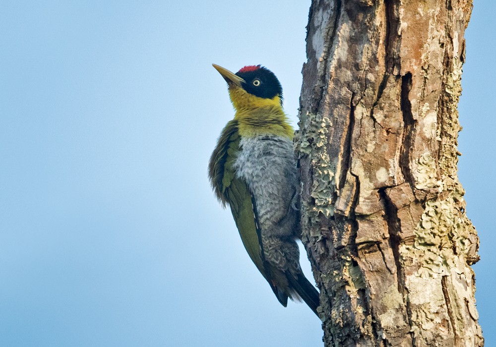 Black-headed Woodpecker - ML206023461