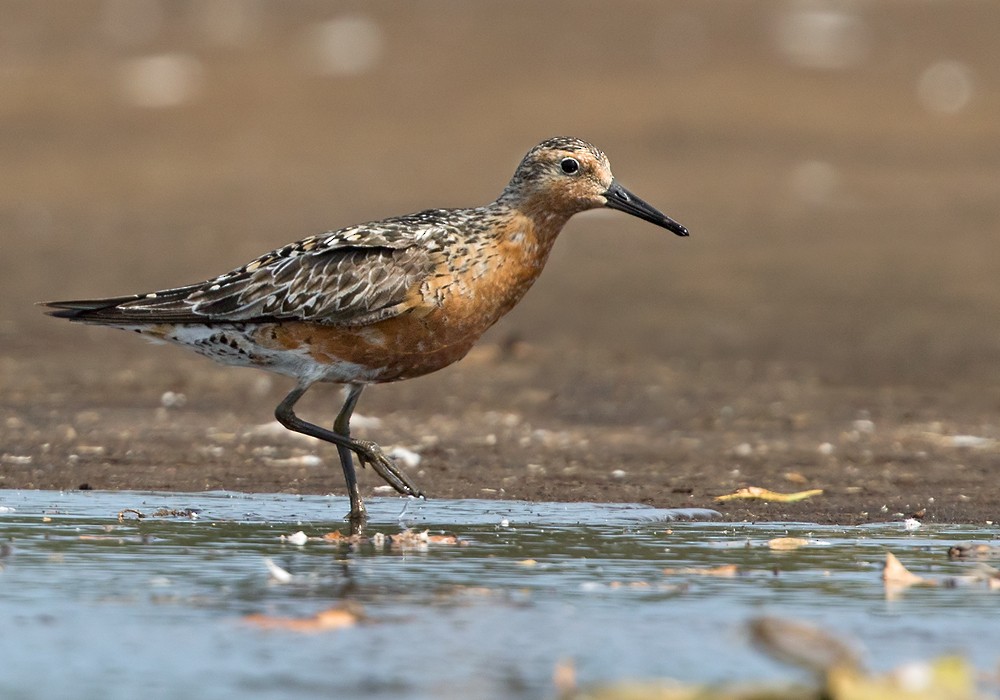 Red Knot - Lars Petersson | My World of Bird Photography