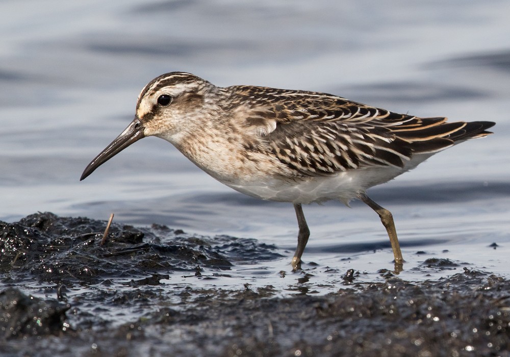 Broad-billed Sandpiper - Lars Petersson | My World of Bird Photography