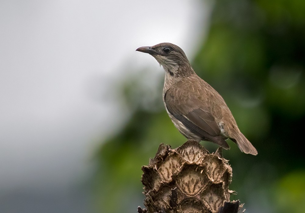 Polynesian Starling (Polynesian) - Lars Petersson | My World of Bird Photography