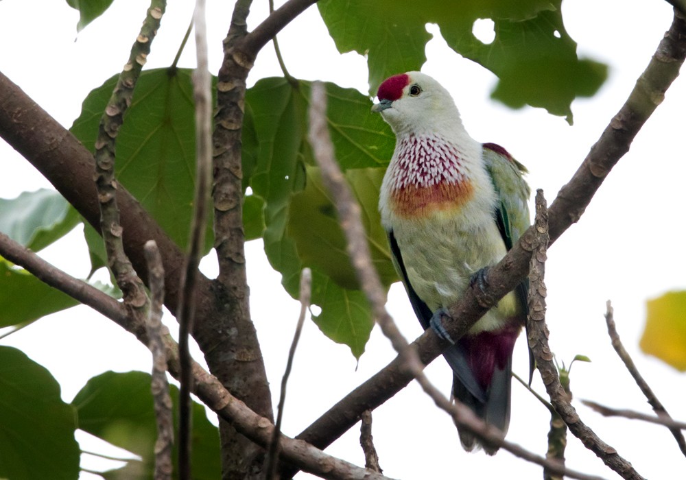 Many-colored Fruit-Dove - ML206023811