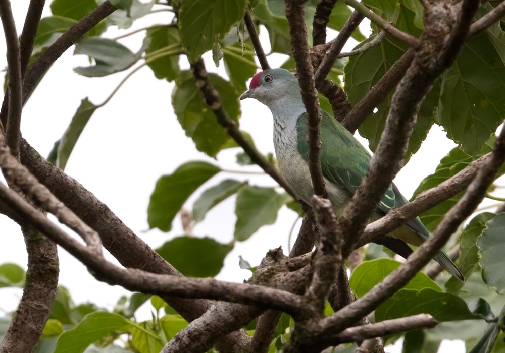 Many-colored Fruit-Dove - ML206023821