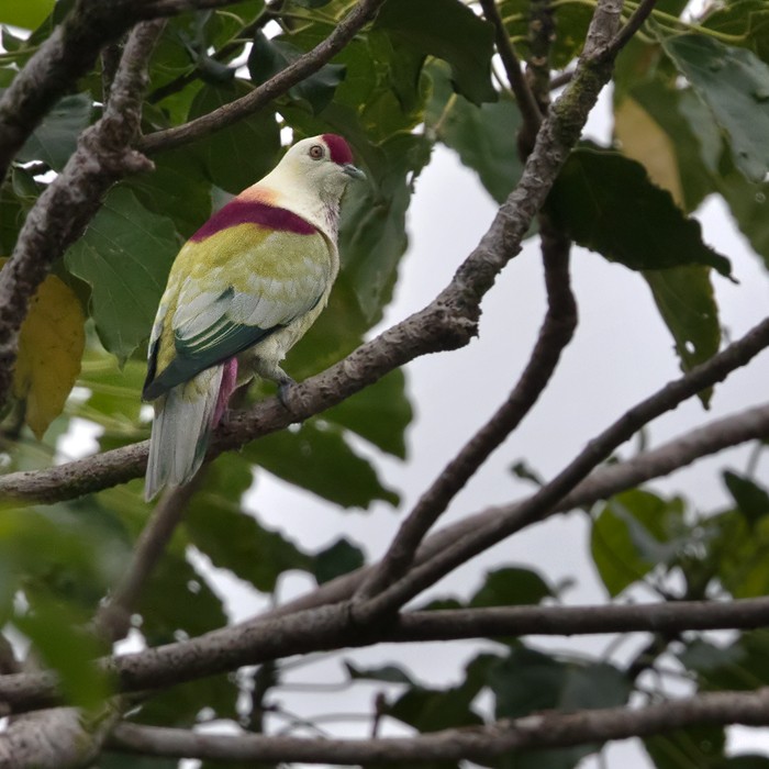 Many-colored Fruit-Dove - ML206023831