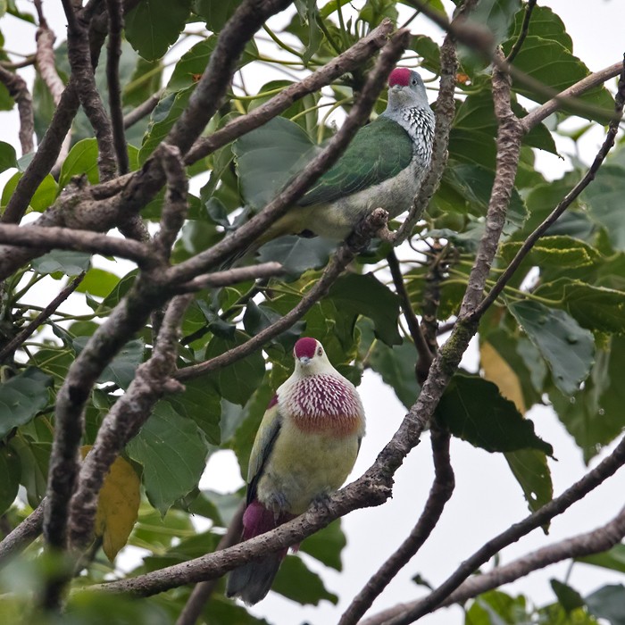 Many-colored Fruit-Dove - ML206023841