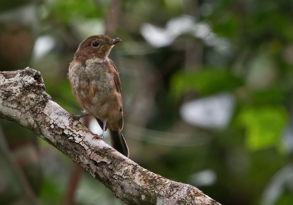 Pacific Robin (Vanuatu) - Lars Petersson | My World of Bird Photography