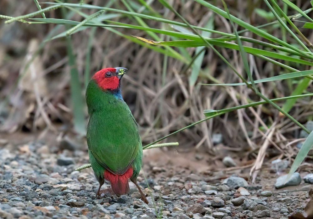 Fiji Papağan İspinozu - ML206023931