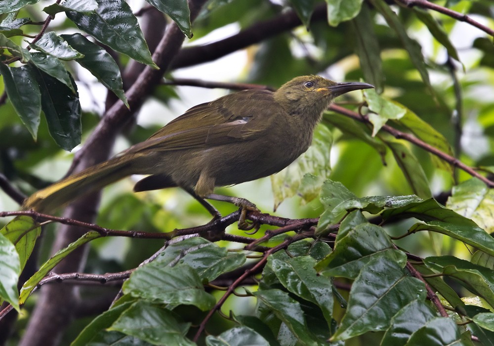 Duetting Giant-Honeyeater - Lars Petersson | My World of Bird Photography