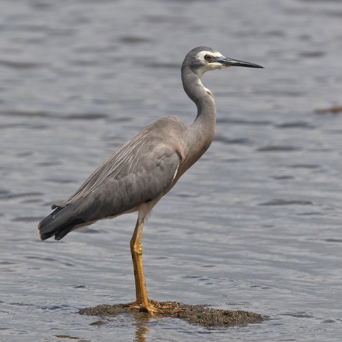 White-faced Heron - Lars Petersson | My World of Bird Photography