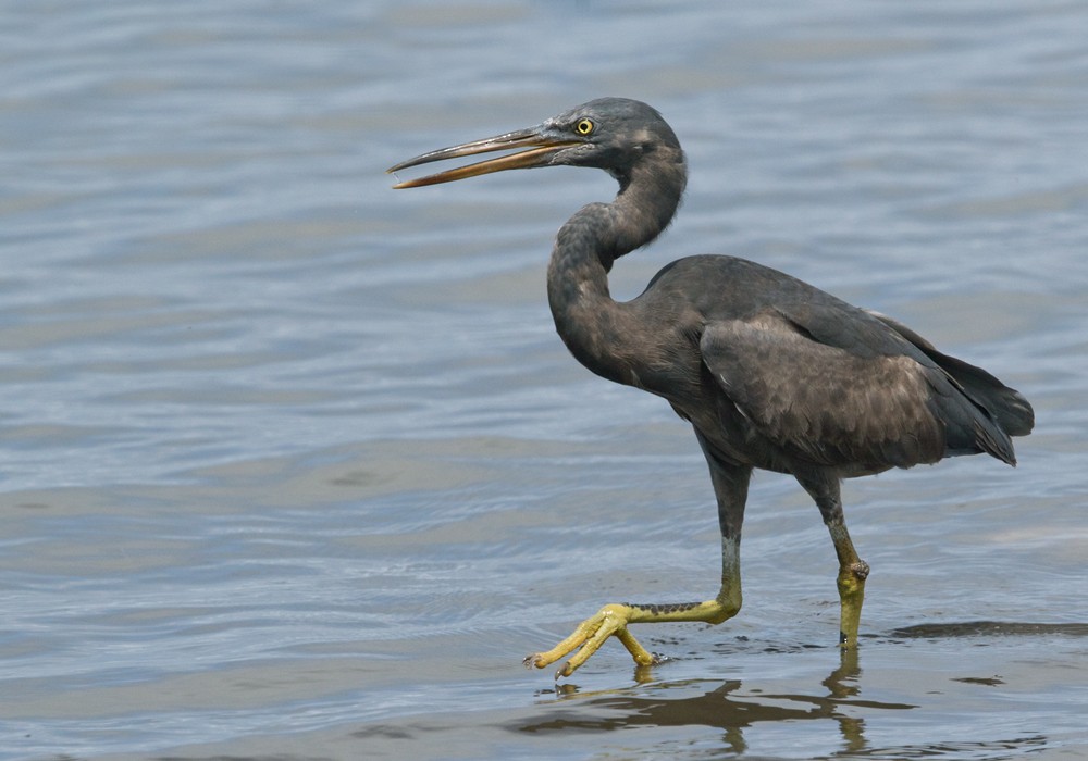 Pacific Reef-Heron - Lars Petersson | My World of Bird Photography