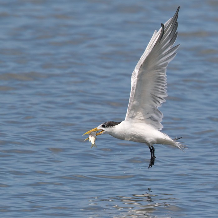 Great Crested Tern - ML206024021