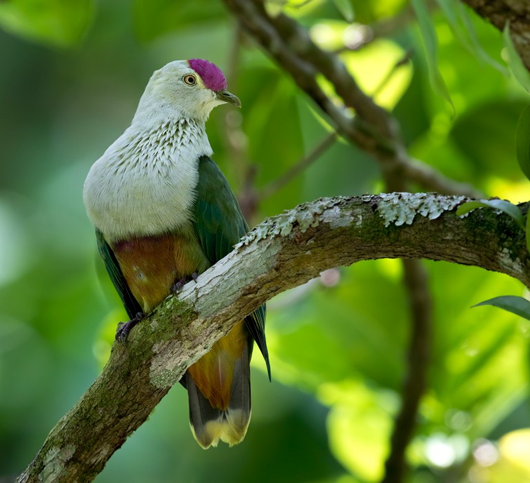Crimson-crowned Fruit-Dove (Samoan) - Lars Petersson | My World of Bird Photography