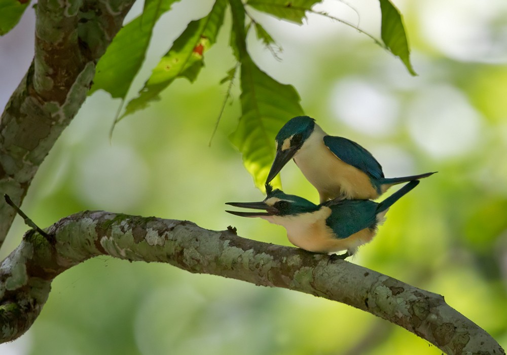 Flat-billed Kingfisher - Lars Petersson | My World of Bird Photography