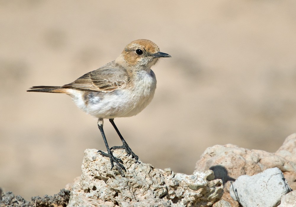 Red-rumped Wheatear - Lars Petersson | My World of Bird Photography