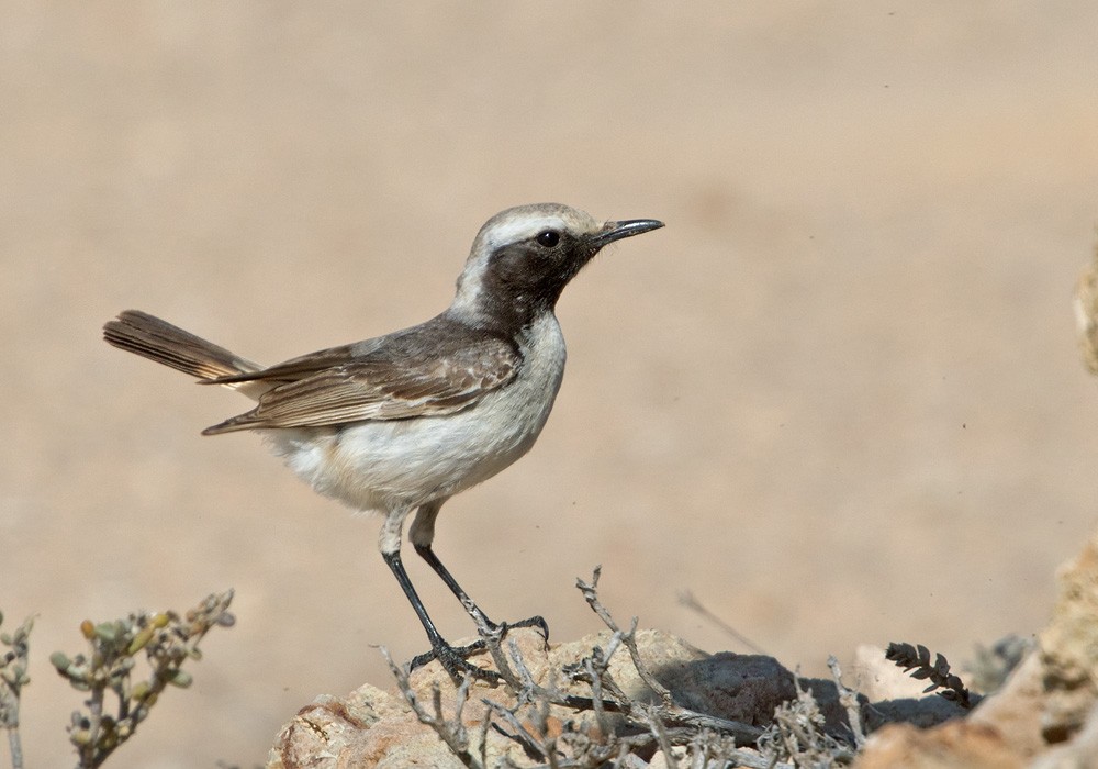 Red-rumped Wheatear - Lars Petersson | My World of Bird Photography