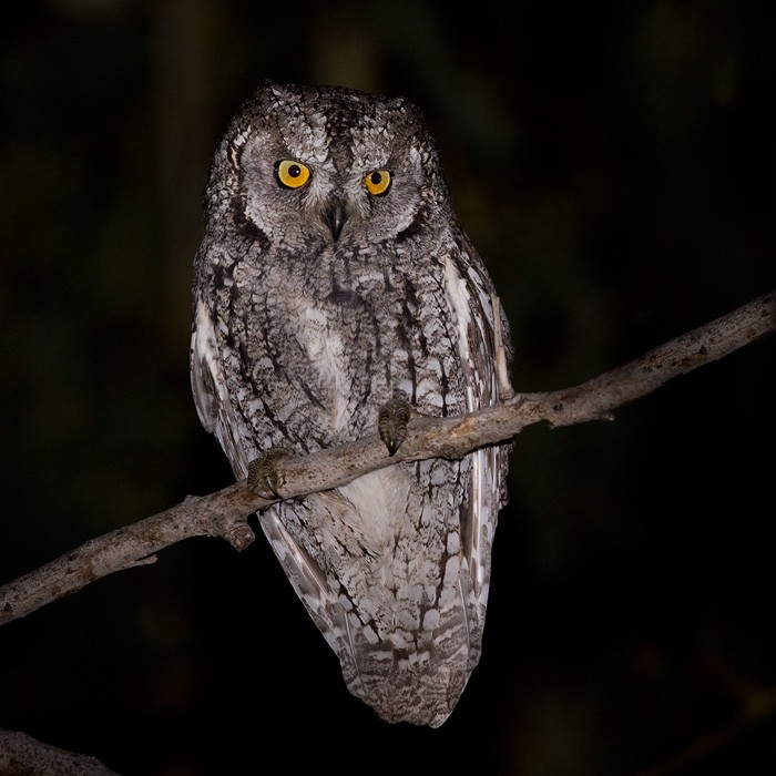 Cyprus Scops-Owl - Lars Petersson | My World of Bird Photography