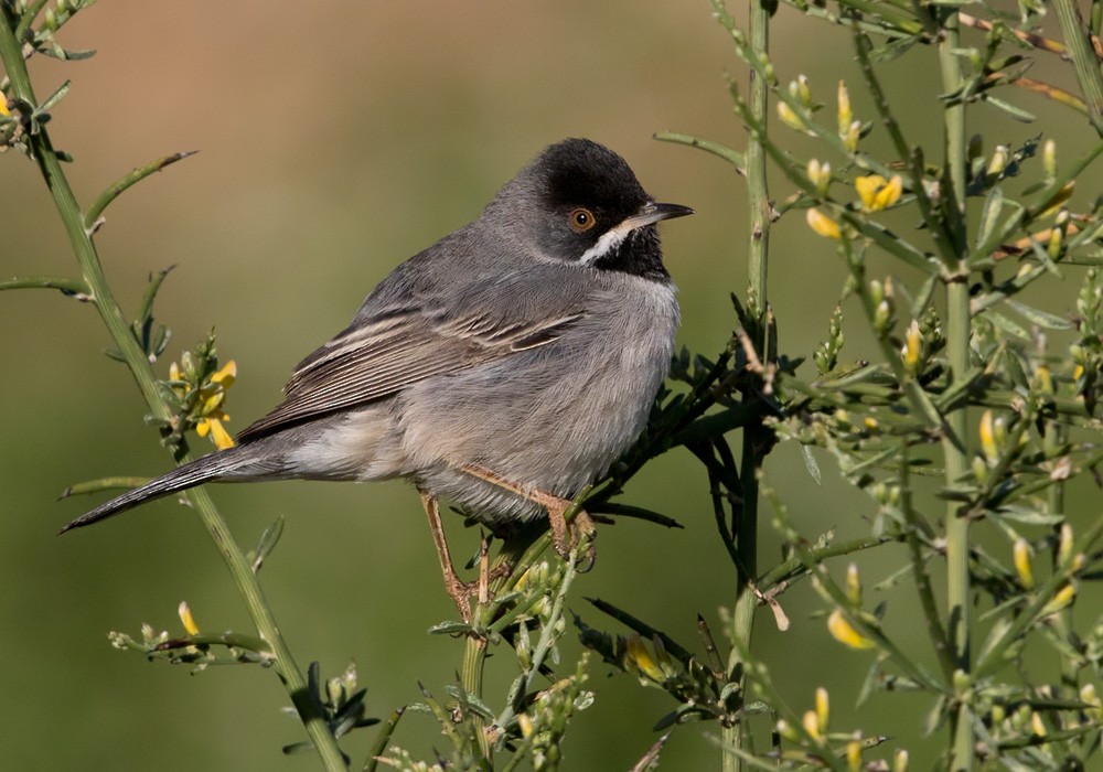 Rüppell's Warbler - Lars Petersson | My World of Bird Photography