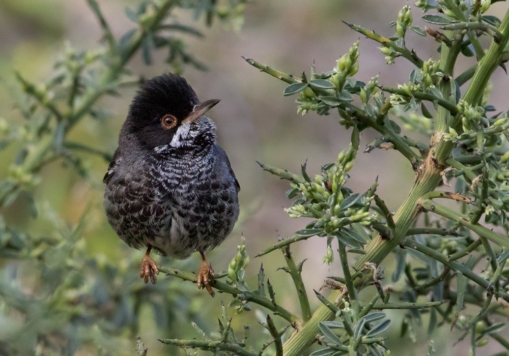 Cyprus Warbler - Lars Petersson | My World of Bird Photography