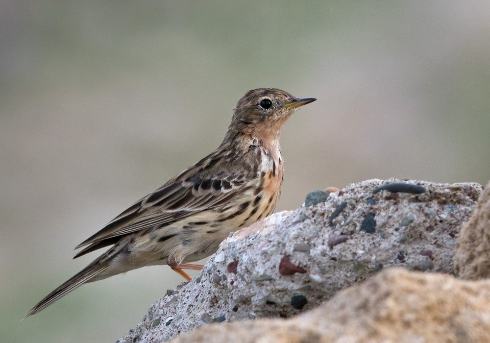 Red-throated Pipit - Lars Petersson | My World of Bird Photography